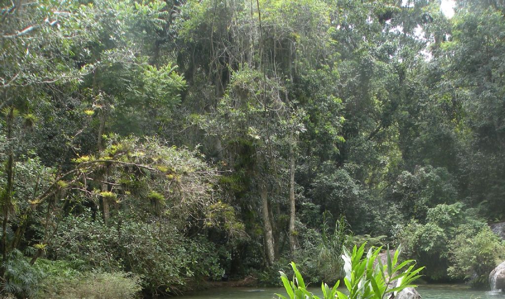 nella giungla di Cuba: Dracaena fragrans (Asparagaceae)